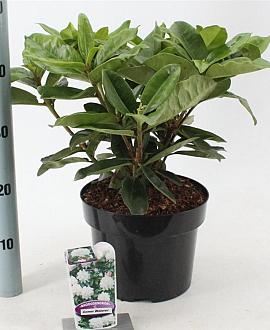 Rhododendron 'Gomer Waterer' Pot 5 Liter 30 - 40 cm
