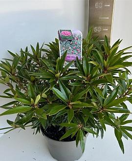 Rhododendron (P) 'Graziella' Pot 5 Liter 30 - 40 cm