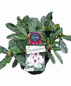 Rhododendron Hachmann's Picobello Pot 5 Liter 30 - 40 cm
