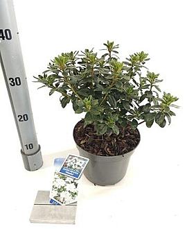 Rhododendron (AJ) 'Hisako' Pot 3 liter 20-25cm 