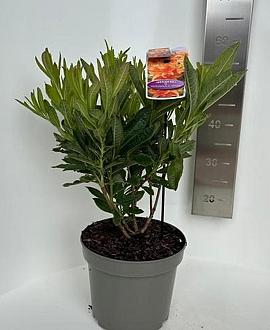 Rhododendron (AM) 'H.H. Witte' Pot 5 Liter 40 - 50 cm
