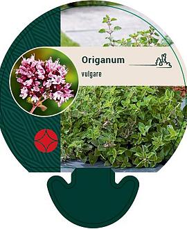 Origanum vulgare Pot 9 cm