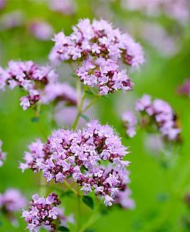 Origanum vulgare Pot 9 cm