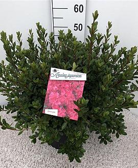 Rhododendron (AJ) 'Insurpassable' Pot 10 liter