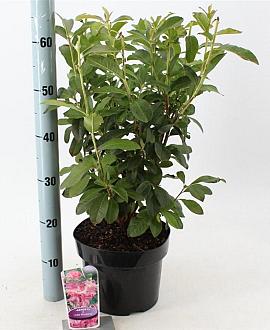 Rhododendron (AV) 'Jolie Madame' Pot 5 Liter 30 - 40 cm