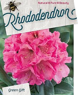 Rhododendron (AK) 'Junifeuer' Pot 10 liter