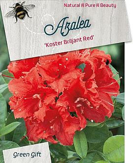 Rhododendron (AM) 'Kost. Bril. Red' Pot 10 liter