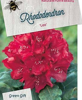 Rhododendron 'Leo' Pot 30 Liter 