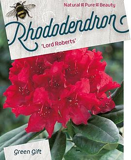 Rhododendron 'Lord Roberts' Pot 5 Liter 
