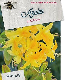 Rhododendron luteum Pot 10 liter