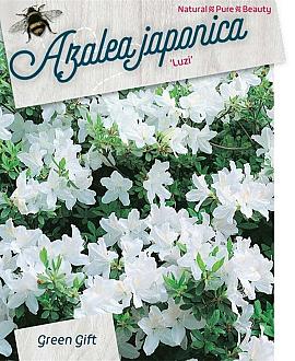 Rhododendron (AJ) 'Luzi' Pot 40 Liter 60 - 80 cm