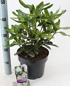 Rhododendron 'Madame Masson' Pot 5 Liter 30 - 40 cm