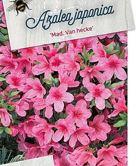 Rhododendron (AJ) 'Mad. van Hecke' Pot 10 liter