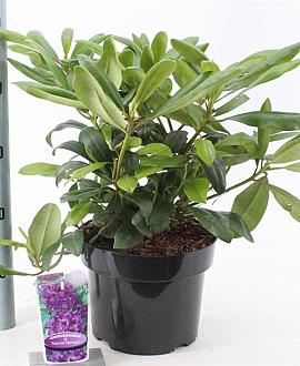 Rhododendron 'Marcel Menard' Pot 5 Liter 30 - 40 cm