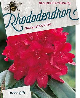 Rhododendron 'Markeeta's Prize' Pot 10 liter