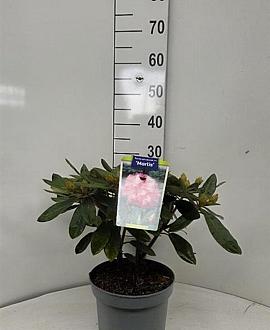 Rhododendron (Y) 'Marlis' Pot 5 liter 25-30cm