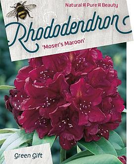 Rhododendron 'Moser's Maroon' Pot 10 liter