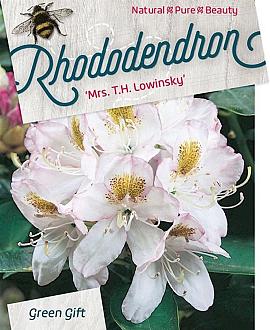Rhododendron 'Mrs T.H. Lowinsky' Pot 10 liter