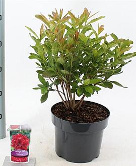 Rhododendron 'Nabucco' Pot 5 Liter 30 - 40 cm
