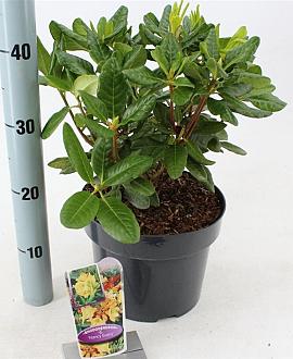 Rhododendron 'Nancy Evans' Pot 5 Liter 30 - 40 cm