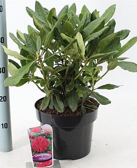 Rhododendron 'Nova Zembla' Pot 5 Liter 30 - 40 cm