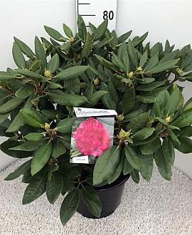 Rhododendron 'P. American Beauty' Pot 20 liter 50 - 60 cm