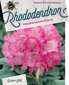 Rhododendron (Y) 'Polaris' Pot 10 liter 30 - 40 cm