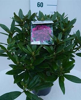 Rhododendron (P) 'Polarnacht' Pot 5 Liter 