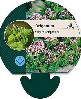 Origanum vulg. 'Compactum' Pot 9 cm
