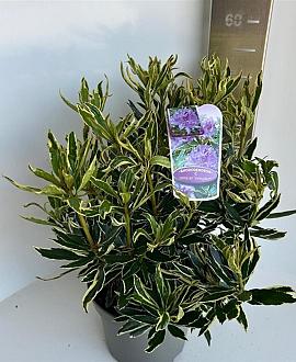 Rhododendron pont. 'Variegatum' Pot 5 Liter 30 - 40 cm