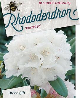 Rhododendron (Y) 'Porzellan' Pot 20 Liter