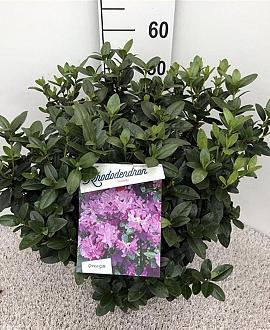 Rhododendron 'Praecox' Pot 10 liter
