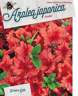 Rhododendron (AJ) 'Radja' Pot 10 liter