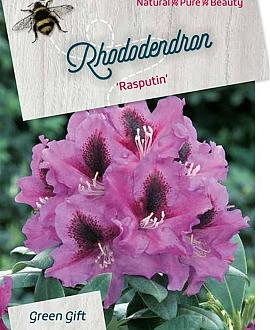 Rhododendron (P) 'Rasputin' Pot 10 liter