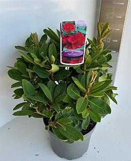 Rhododendron 'Red Jack' Pot 5 Liter 30 - 40 cm