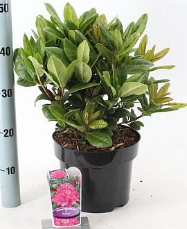 Rhododendron 'Rocket' Pot 5 Liter 30 - 40 cm