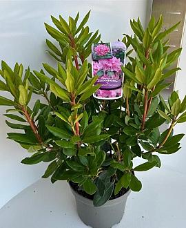 Rhododendron 'Roseum Elegans' Pot 5 Liter 30 - 40 cm