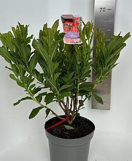 Rhododendron (AK) 'Satan' Pot 5 Liter 30 - 40 cm