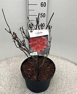 Rhododendron (AK) 'Satan' Pot 10 liter