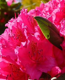 Rhododendron (F) 'Scarlet Wonder' Pot 3 liter 20-25cm 