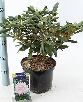 Rhododendron (Y) 'Schneewolke' Pot 5 liter 25-30cm