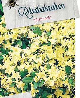 Rhododendron 'Shamrock' Pot 10 liter 30 - 40 cm