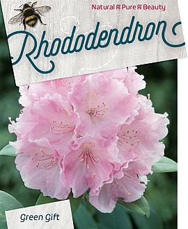 Rhododendron (Y) 'Silberwolke' Pot 20 Liter