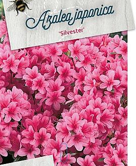 Rhododendron (AJ) 'Silvester' Pot 10 liter