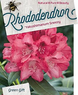 Rhododendron (Y) 'Sneezy' Pot 10 liter 30 - 40 cm