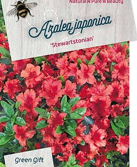 Rhododendron (AJ) 'Stewartstonian' Pot 10 liter