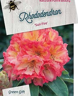 Rhododendron 'Sun Fire' Pot 20 Liter