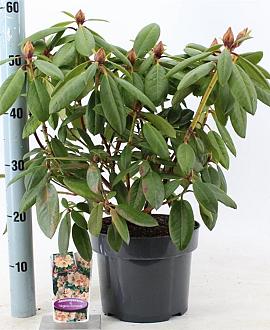 Rhododendron 'Virginia Richards' Pot 5 Liter 30 - 40 cm