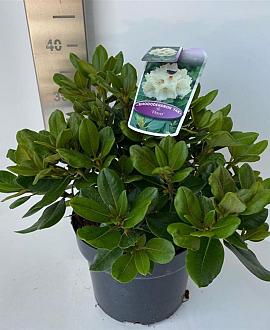 Rhododendron (Y) 'Volker' Pot 5 Liter 30 - 40 cm