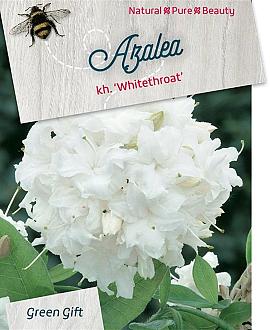 Rhododendron (AK) 'Whitethroat' Pot 10 liter 30 - 40 cm